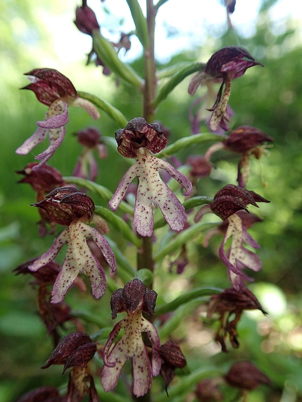 Orchis x hybrida (O. purpurea x O. militaris)